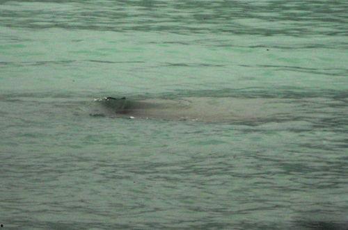 喀纳斯水怪,神秘生物的传说与真相