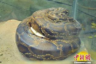 女室友养了一条巨蟒